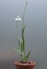 Habenaria radiata 02-09-2007.jpg