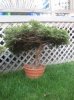 collected_yew_001_002_500.jpg