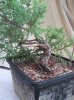 collected_juniper_003_500.jpg