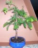 dawnredwood2.jpg