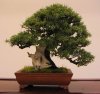 08 shohin needle juniper.jpg