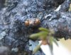 buds1.jpg