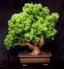 Euphorbia.repot.front.jpg