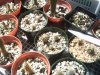 cactus seedlings3.jpg