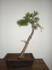 shore pine front.jpg