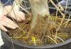 root graft.JPG