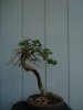 DSC07431.jpg