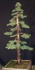 Juniperus chinensis Wintergreen30virtrs2a.jpg