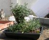 olive 1.jpg