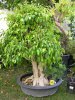 ficus benjamina11.jpg