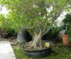 ficus nerfolia 2.jpg