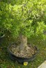 ficus nerfolia 3.jpg