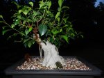 Ficus-7.jpg