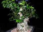 Ficus-11.jpg