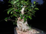 Ficus-15.jpg