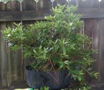 DSC01594-1.jpg
