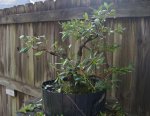 DSC01599-1.jpg