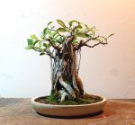 ficus1.jpg