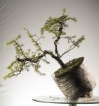 Barrosinc - Bonsai Atlas Cedar - 2016 - 0002.jpg Barrosinc - Bonsai Atlas Cedar - 2016 - 0002.jpg