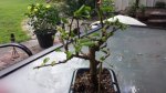 FUKIEN TEA NOW.jpg