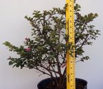 Pogomoke Jul 26 2016.jpg Pogomoke Jul 26 2016.jpg