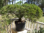 Juniperus chinensis Sea Green.JPG