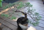 Juniper June 2016.jpg