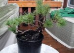 Mugo Pine -1 Aug 2016.jpg