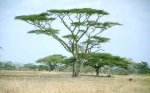 390Acacia_tortilis_Adult_Plant_3.jpg