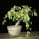 IMG_1067.JPG IMG_1067.JPG