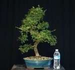 My elm.jpg