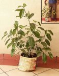 ficus racemosa-double air layering 02.jpg