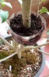 ficus racemosa-double air layering 06.jpg