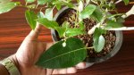 ficus racemosa-double air layering 15.jpg