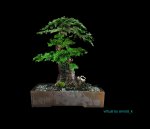 projectr_thuja_occi.jpg