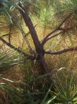 2016-10-10 Norway Pine 1 Lower Branches.jpg