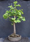 ginkgo01_160924a.jpg