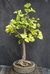 ginkgo01_161008a.jpg