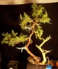 Juniperus Nick's Compact 3 (23)rs.jpg