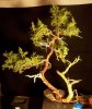 Juniperus Nick's Compact 3 (23)rs2.jpg