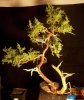 Juniperus Nick's Compact 3 (23)rsvirt.jpg
