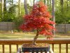 Japanese Maple 2 2009.jpg