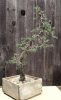 spruce front.jpg