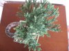 juniper pic 2.jpg