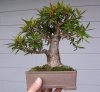 Ficus #1 9-09.jpg