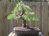 Jap Black Pine 350 08 (23).jpg