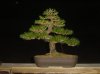 Japanese Black Pine 350 123010.jpg