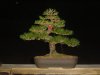 Japanese Black Pine Chop.JPG