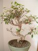 sick ficus1.jpg