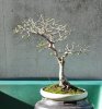 elm 2 in white pot BN.jpg